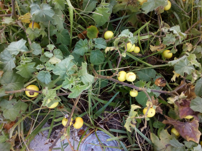 [A plant with wide flat leaves and many smooth yellow spherical fruits each about the size of a tennis ball. There are 15-20 fruits. ]